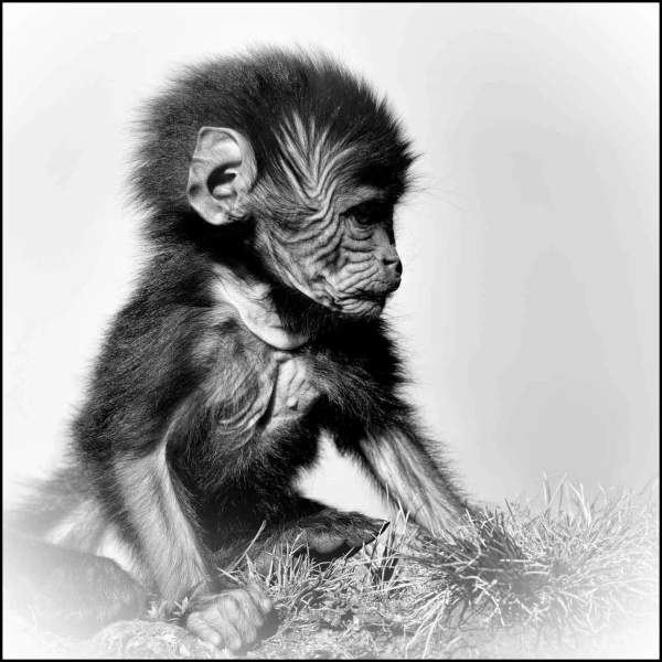 Gelada in Ethiopia in black and white