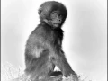 Gelada en Ethiopie en noir et blanc