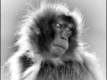 Gelada en Ethiopie en noir et blanc
