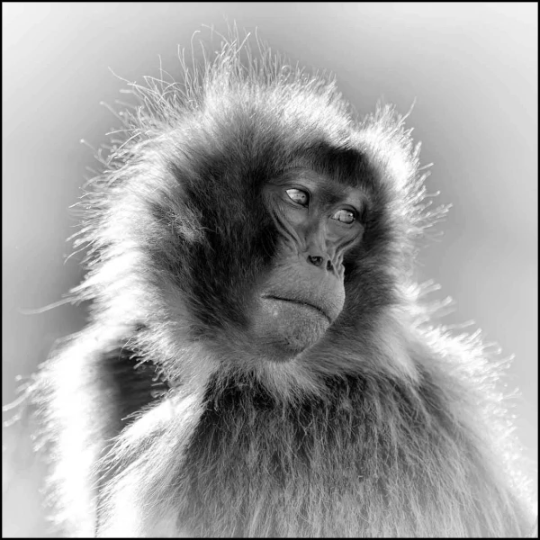 Gelada en Ethiopie en noir et blanc