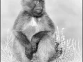 Gelada en Ethiopie en noir et blanc