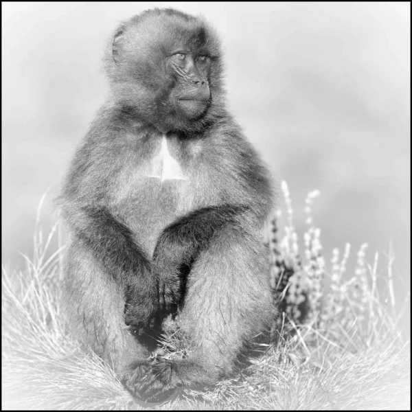 Gelada en Ethiopie en noir et blanc