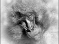 Gelada en Ethiopie en noir et blanc