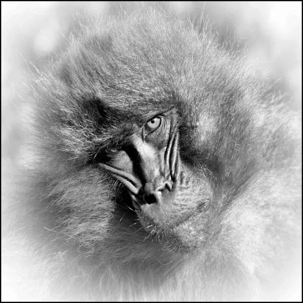 Gelada en Ethiopie en noir et blanc