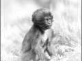 Gelada en Ethiopie en noir et blanc