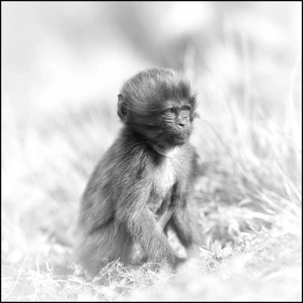 Gelada en Ethiopie en noir et blanc