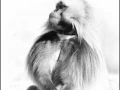 Gelada en Ethiopie en noir et blanc