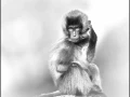 Gelada en Ethiopie en noir et blanc