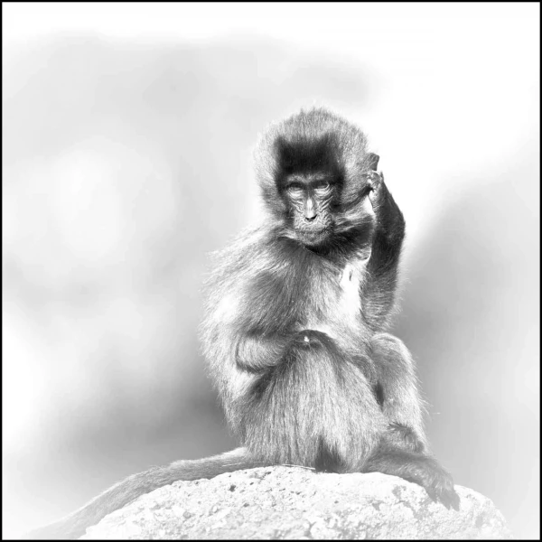 Gelada en Ethiopie en noir et blanc