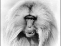 Gelada en Ethiopie en noir et blanc