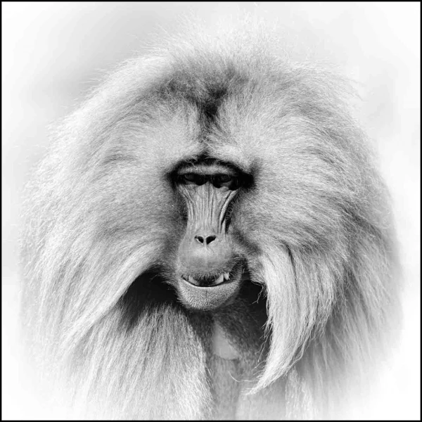 Gelada en Ethiopie en noir et blanc