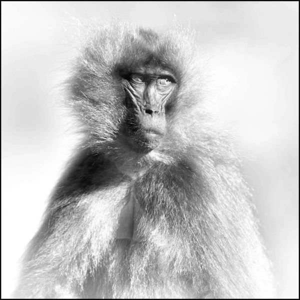 Gelada en Ethiopie en noir et blanc