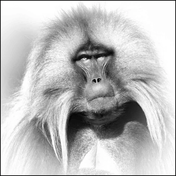 Gelada en Ethiopie en noir et blanc