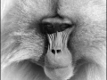 Gelada en Ethiopie en noir et blanc