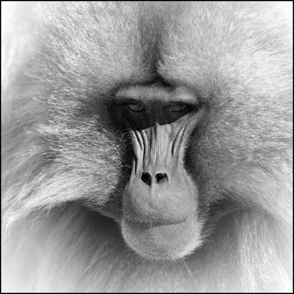 Gelada en Ethiopie en noir et blanc