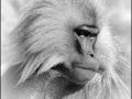 Gelada en Ethiopie en noir et blanc