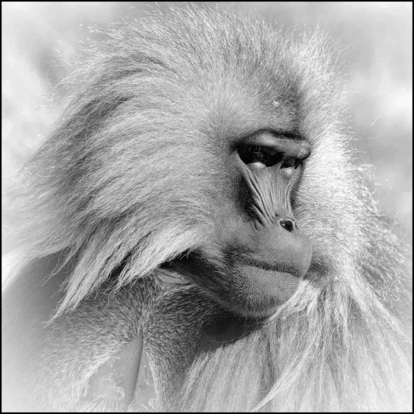 Gelada en Ethiopie en noir et blanc