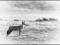 Ethiopian Wolf in black and white