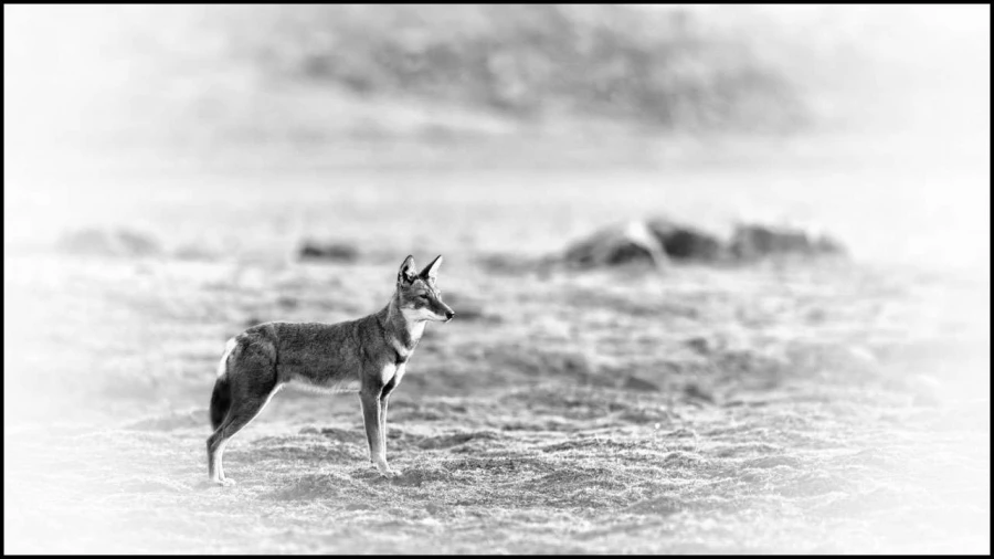 Loup d'Ethiopie en noir et blanc