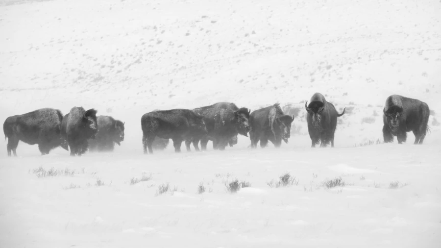 Bisons dans la neige en hiver dans le Yellowsone.