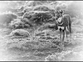 Loup d'Ethiopie en noir et blanc