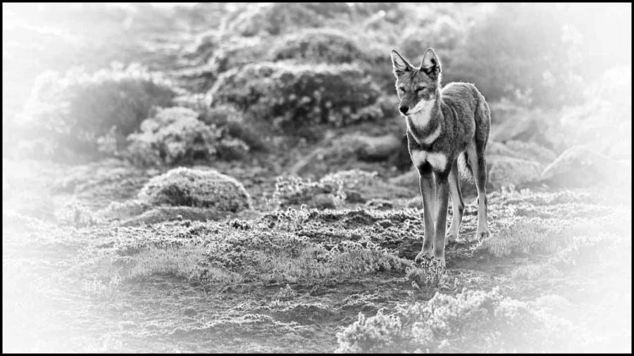 Loup d'Ethiopie en noir et blanc