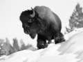 Bison dans la neige en hiver dans le Yellowsone.