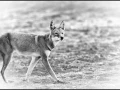 Loup d'Ethiopie en noir et blanc
