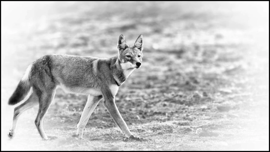 Loup d'Ethiopie en noir et blanc