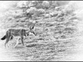 Loup d'Ethiopie en noir et blanc