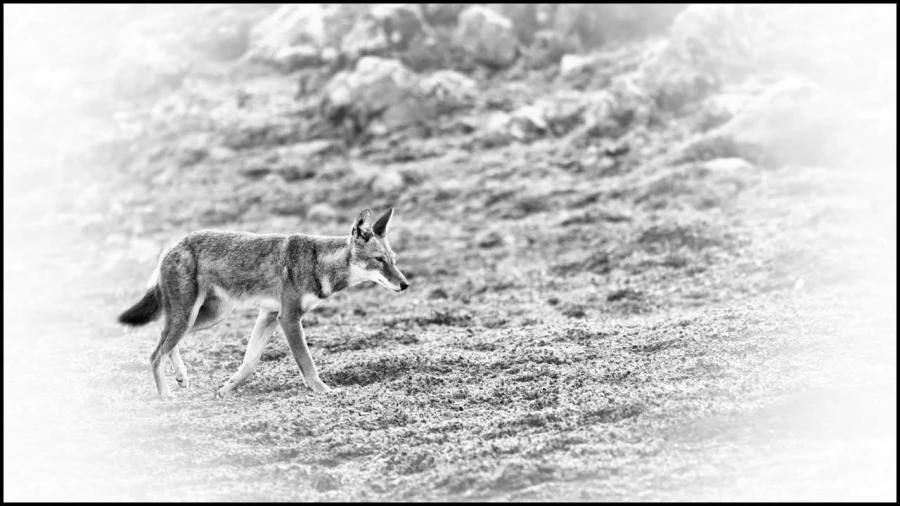 Loup d'Ethiopie en noir et blanc