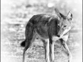 Loup d'Ethiopie en noir et blanc