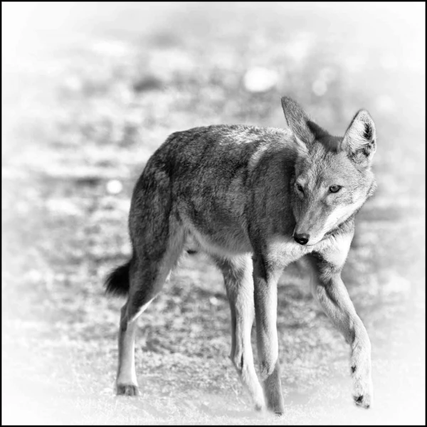 Loup d'Ethiopie en noir et blanc