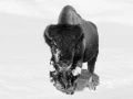 Bison dans la neige en hiver dans le Yellowsone.