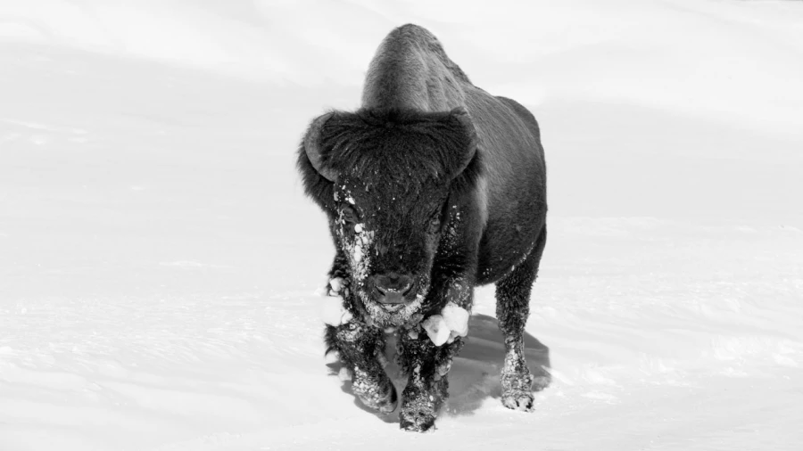 Bison dans la neige en hiver dans le Yellowsone.
