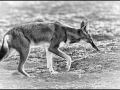 Loup d'Ethiopie en noir et blanc