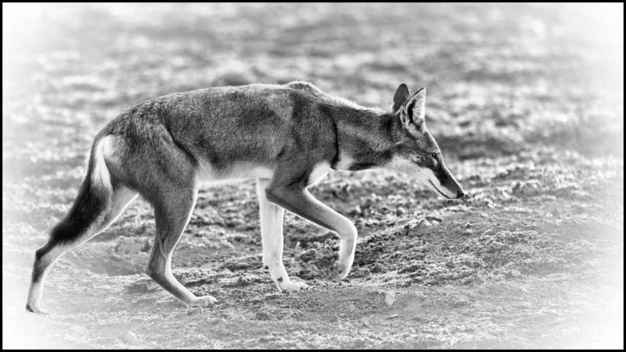 Loup d'Ethiopie en noir et blanc