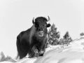 Bison dans la neige en hiver dans le Yellowsone.