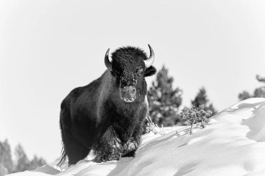 Bison dans la neige en hiver dans le Yellowsone.