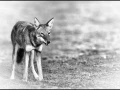 Loup d'Ethiopie en noir et blanc