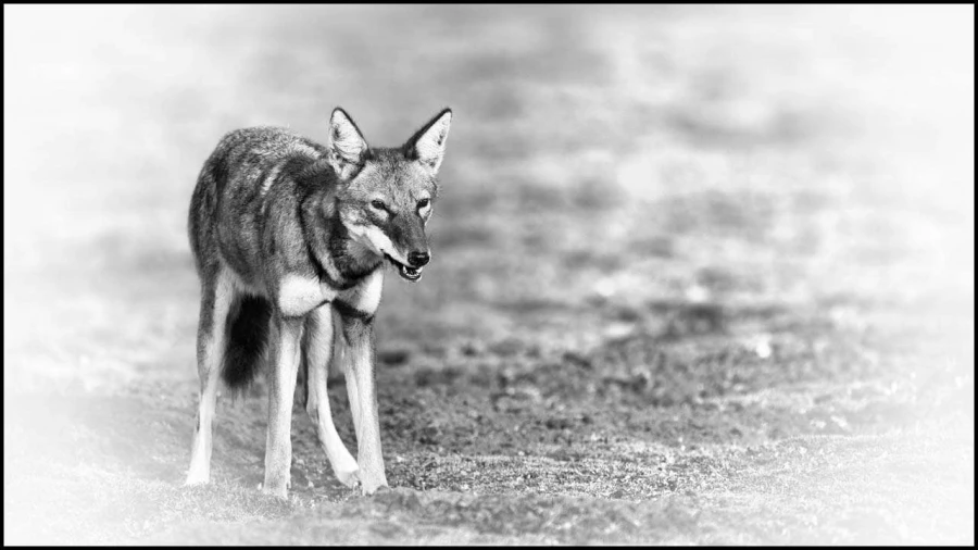Loup d'Ethiopie en noir et blanc