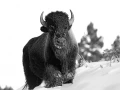 Bison dans la neige en hiver dans le Yellowsone.