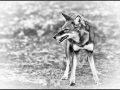 Loup d'Ethiopie en noir et blanc
