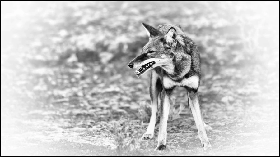 Loup d'Ethiopie en noir et blanc