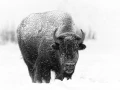 Bison dans la neige en hiver dans le Yellowsone.