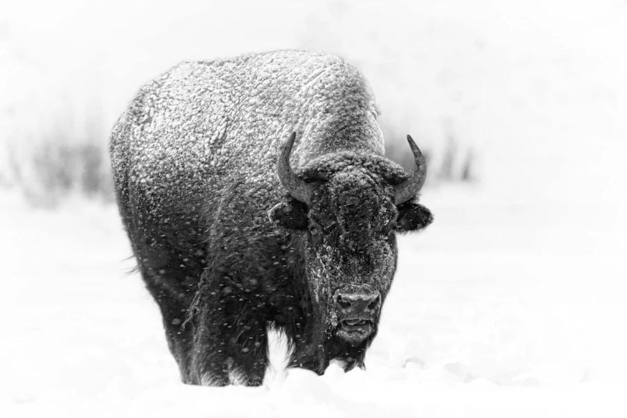 Bison dans la neige en hiver dans le Yellowsone.