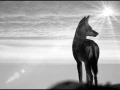 Ethiopian Wolf in black and white