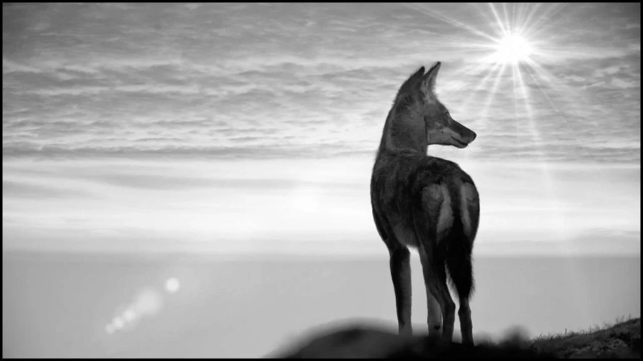 Loup d'Ethiopie en noir et blanc
