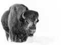 Bison dans la neige en hiver dans le Yellowsone.