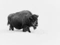Bison dans la neige en hiver dans le Yellowsone.